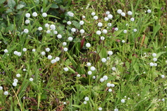 Eriocaulon sedgwickii